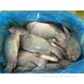 Quality Frozen Nile Ivp Tilapia Whole Round Fish